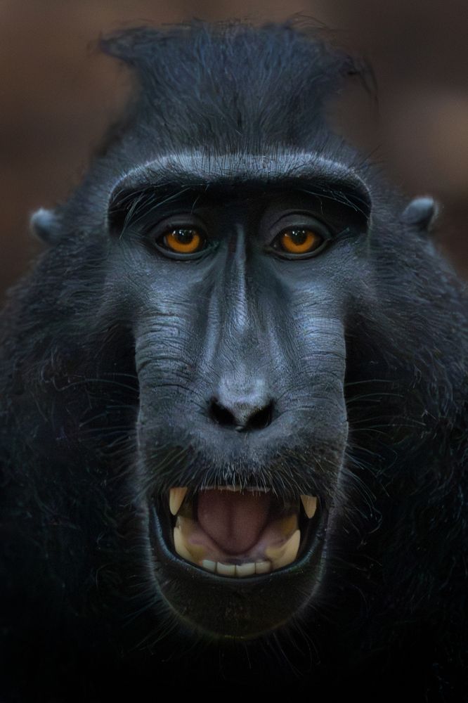Macaca Nigra