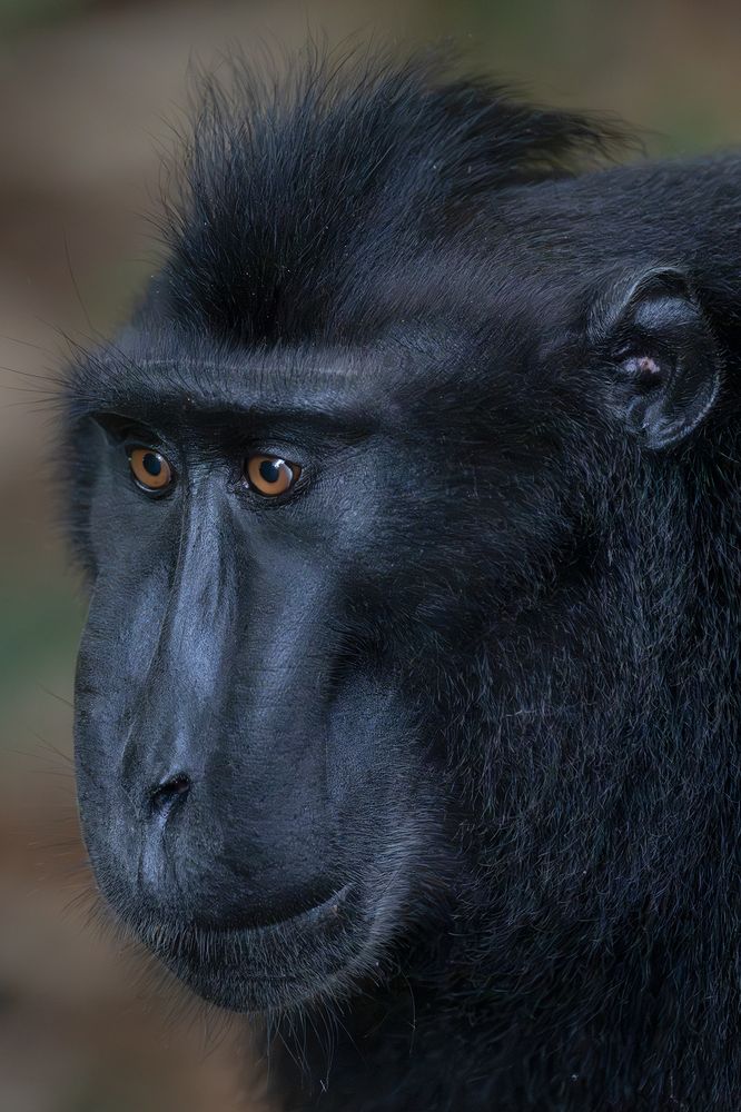 Macaca Nigra