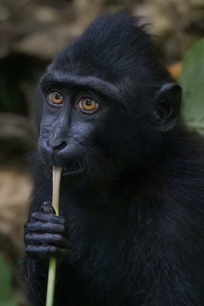 Macaca Nigra