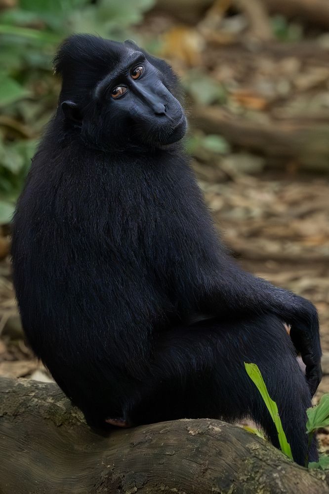 Macaca Nigra