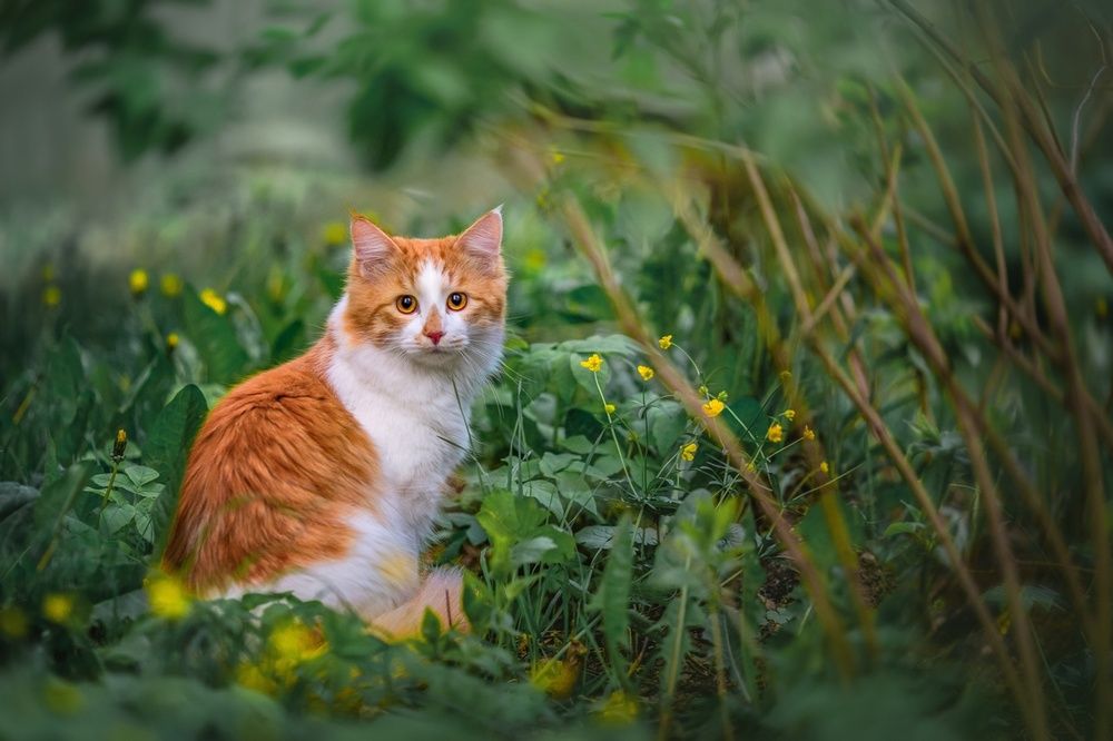 Персик. Домашний любимый котик