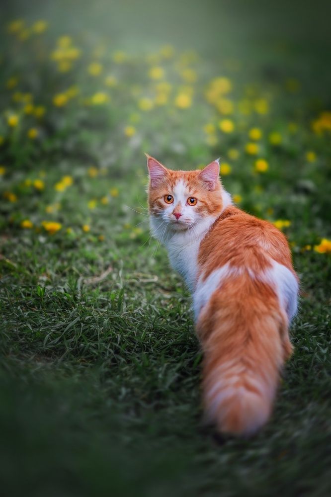 Персик. Домашний любимый котик