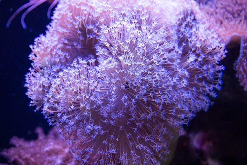 Красное море