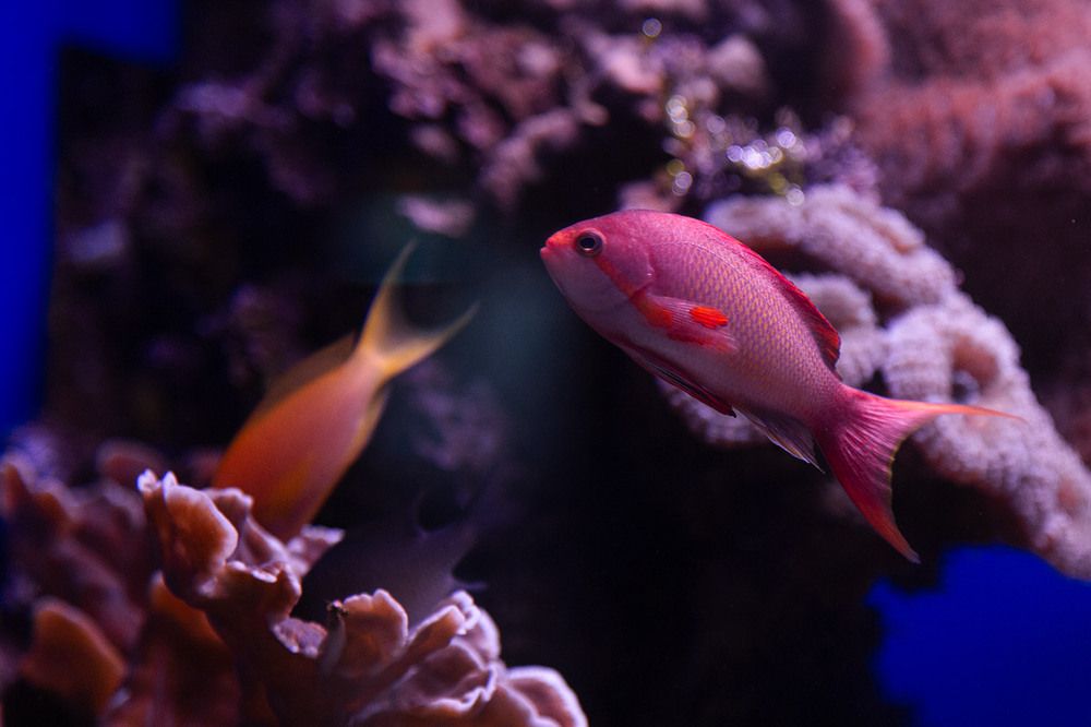 Красное море