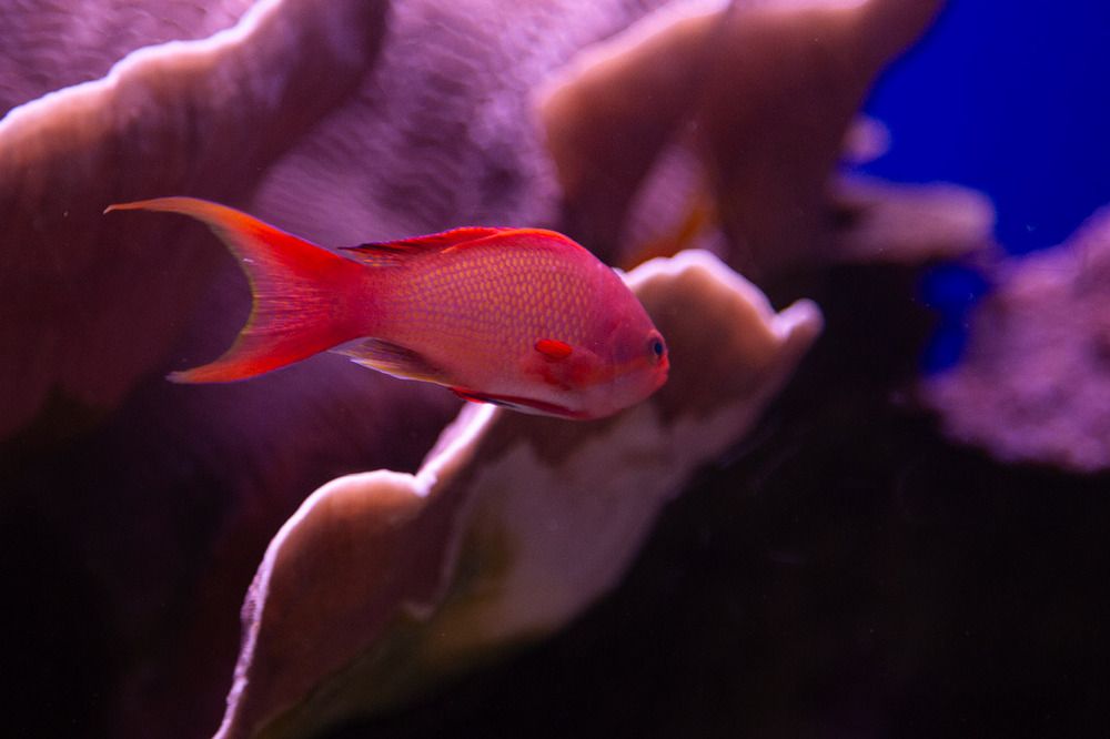 Красное море