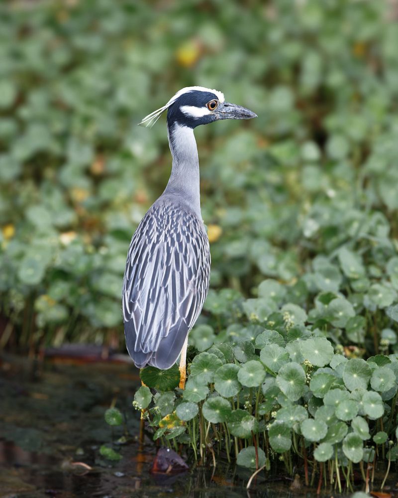 Желтая коронованная ночная цапля (Yellow crowned night heron)