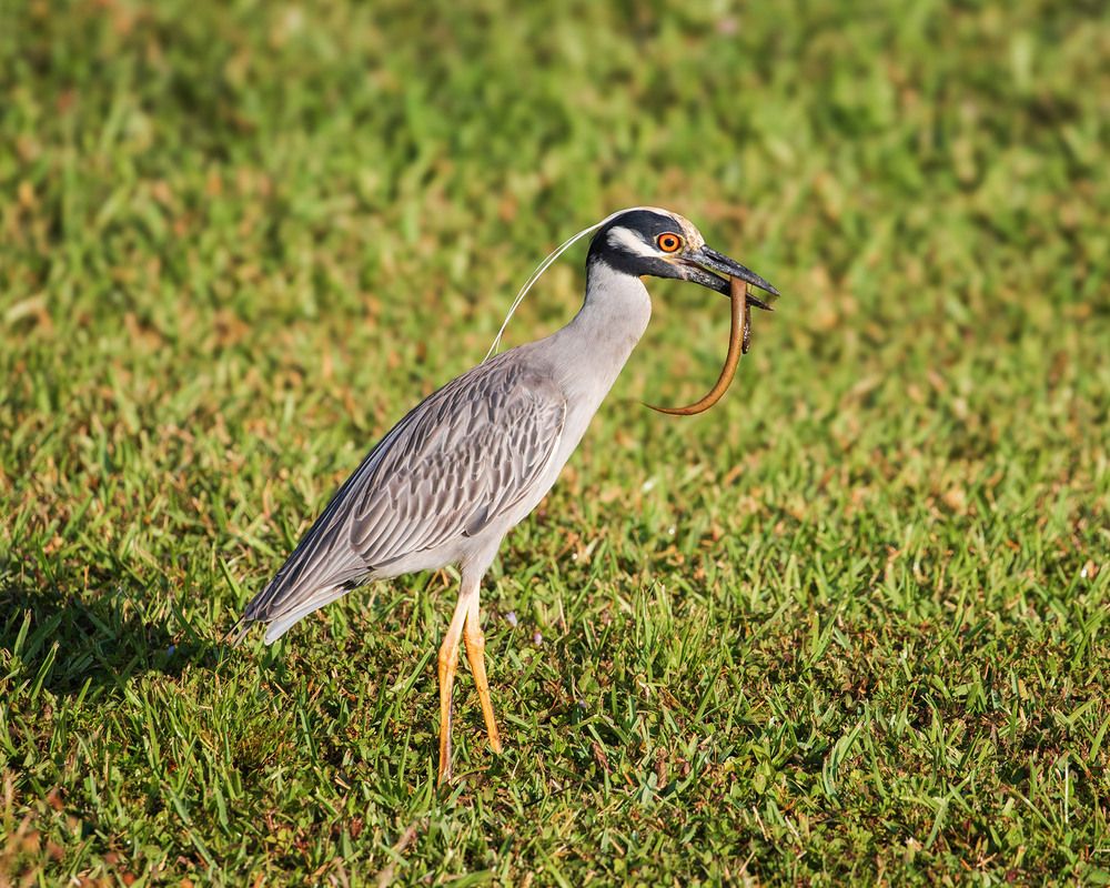 Желтая коронованная ночная цапля (Yellow crowned night heron)