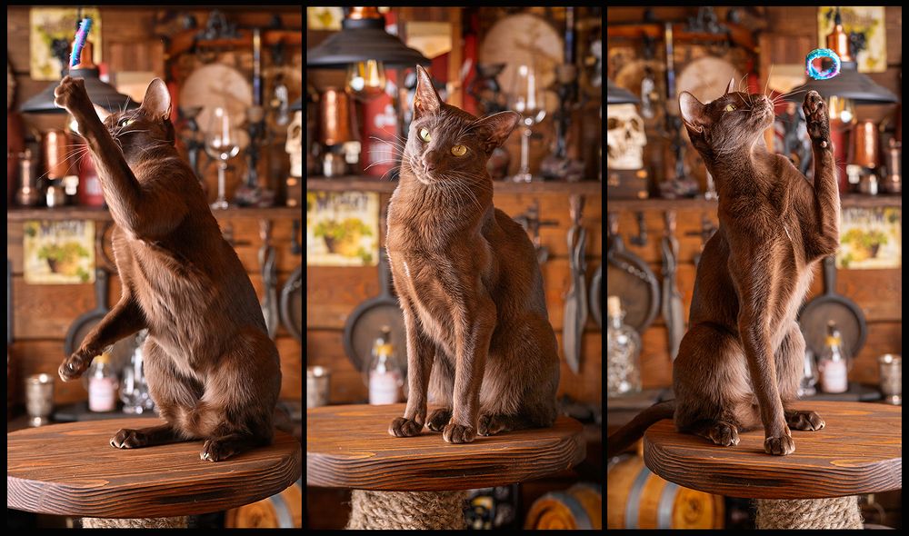 Кошачий триптих