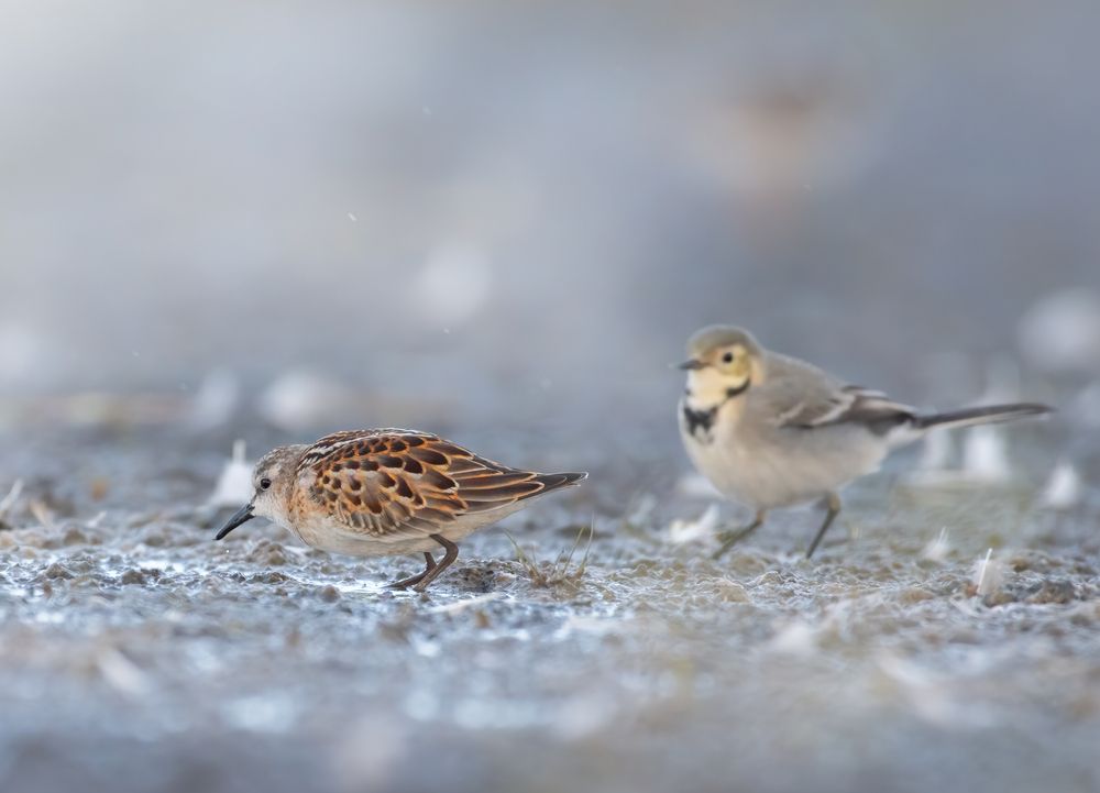 Photo 2862114