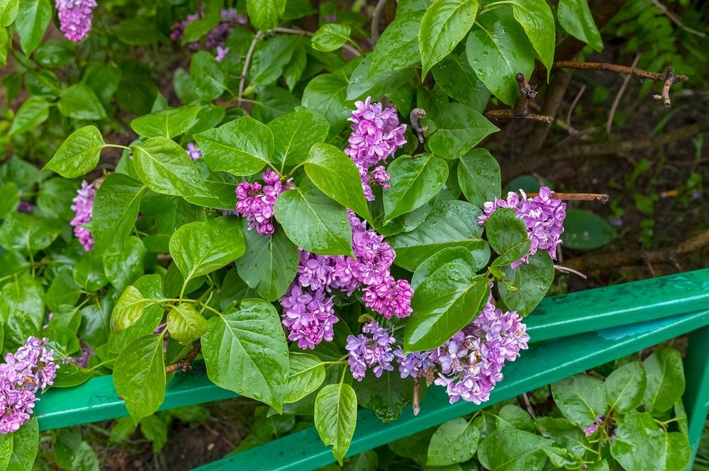 Сирень в дождливый день