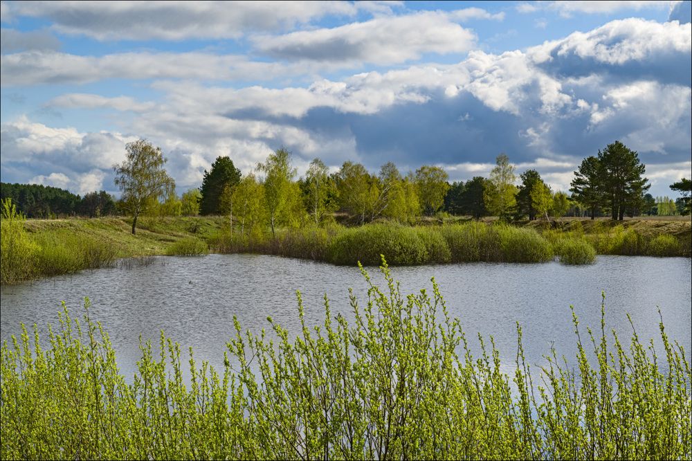 Первая зелень на солнце