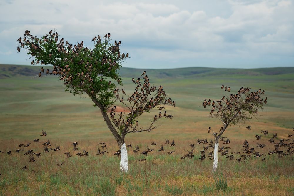 Птичий переполох