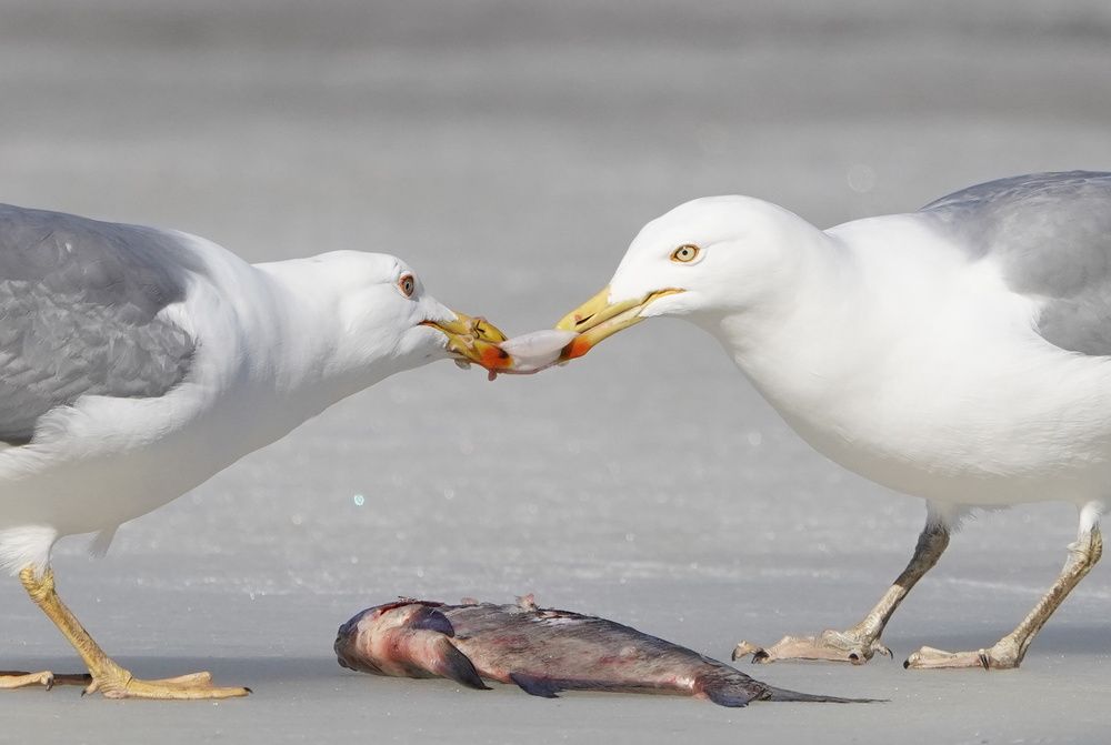 ДУЭТ