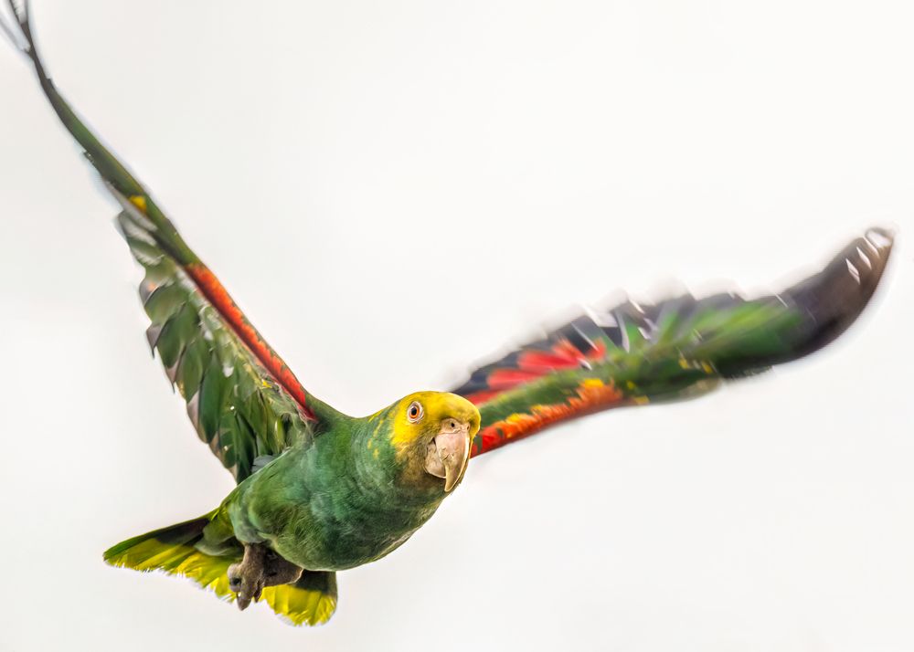 Amazona oratrix