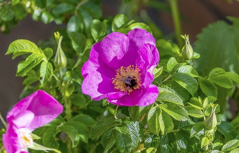 Шиповник цветёт