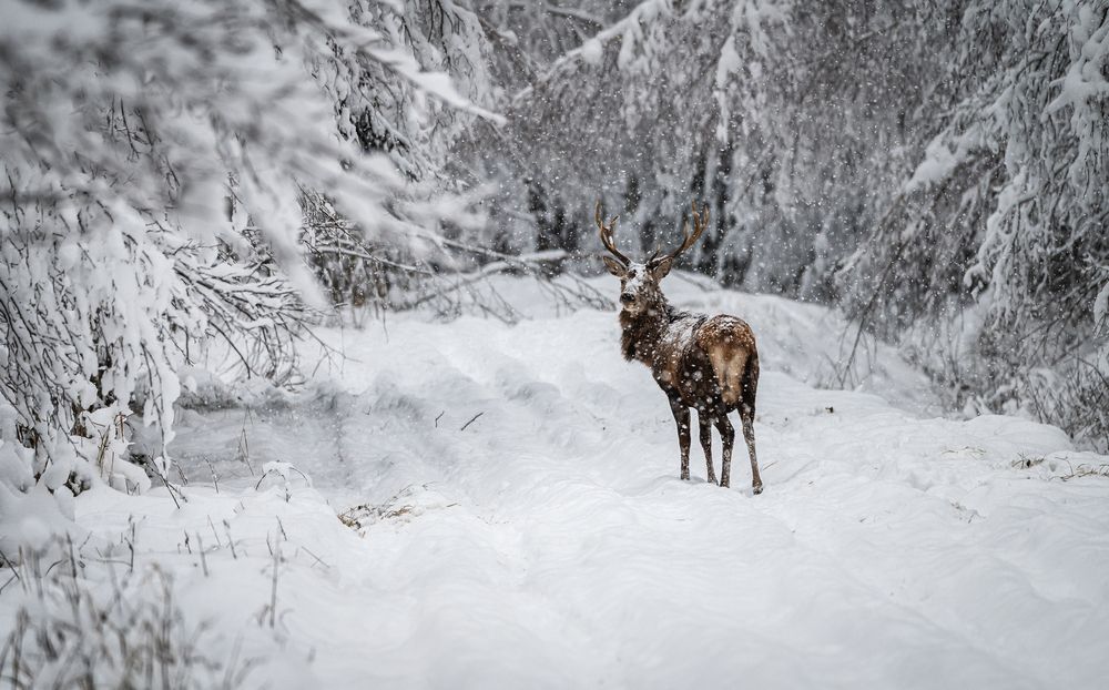 Wild life photography