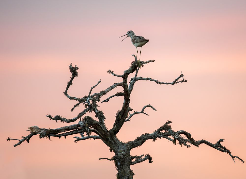 Wild life photography