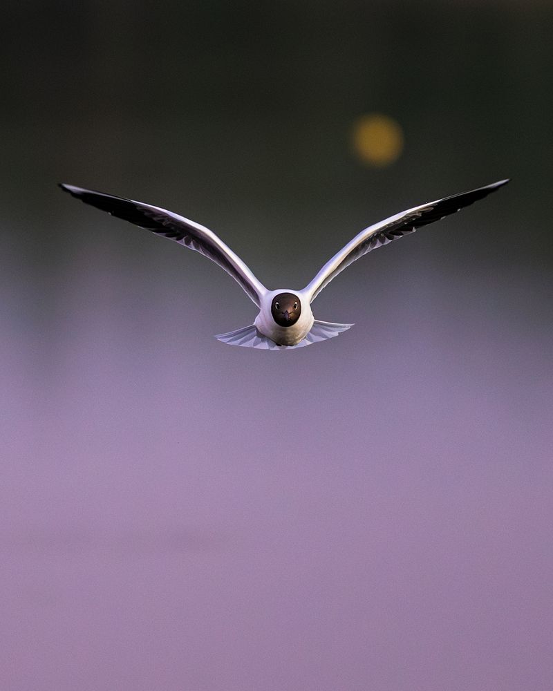 Wild life photography