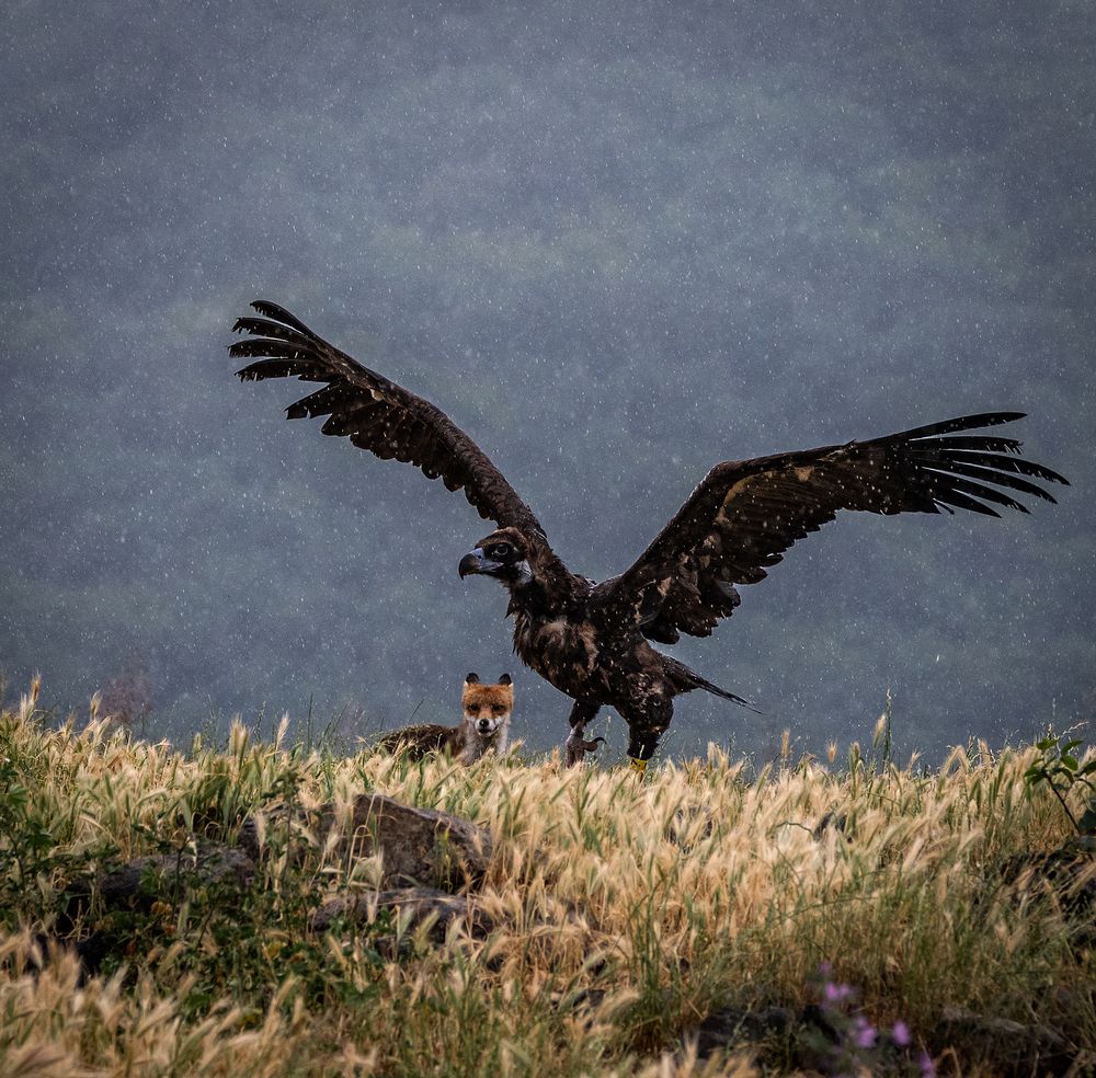 Wild life photography