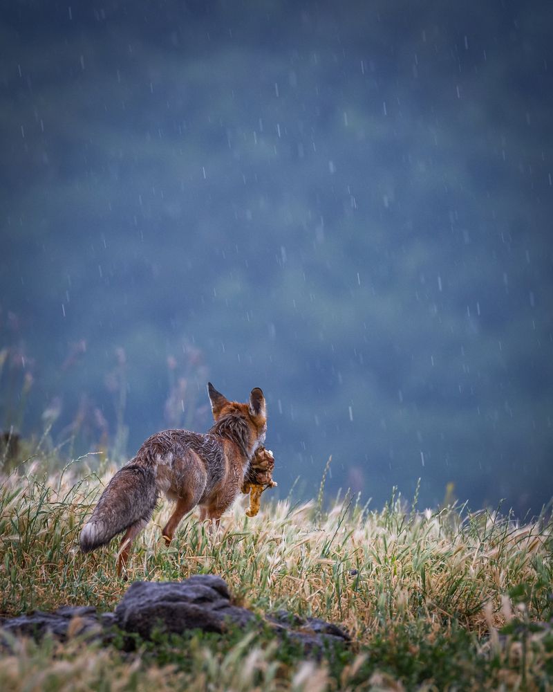 Wild life photography