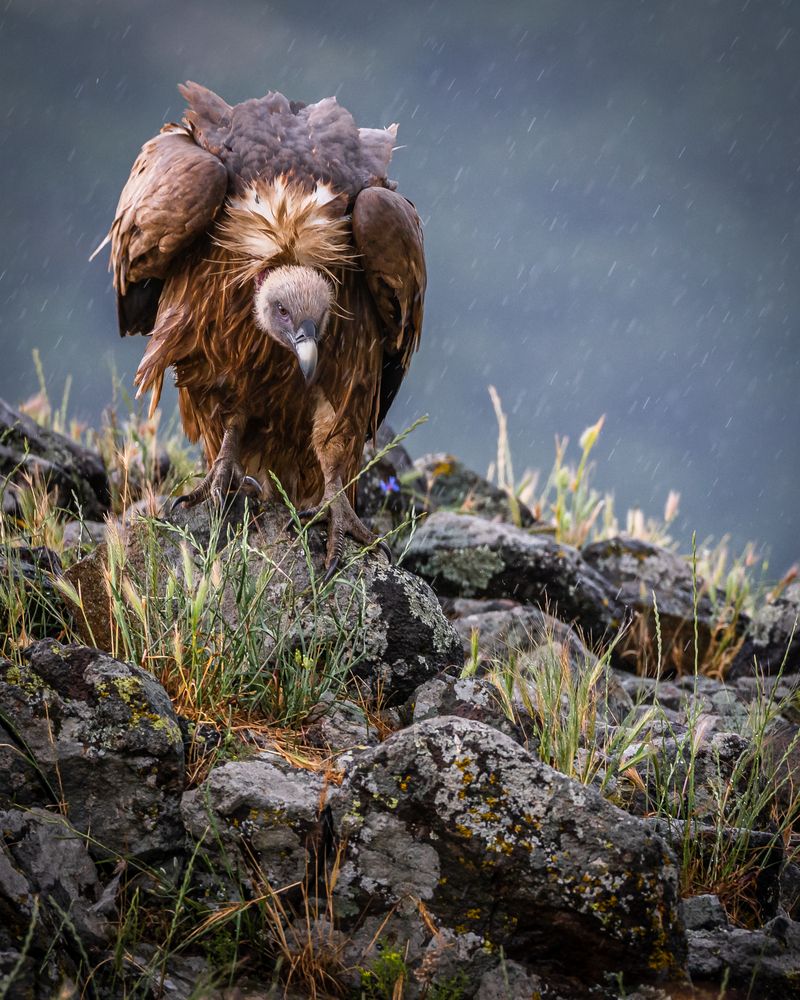 Wild life photography