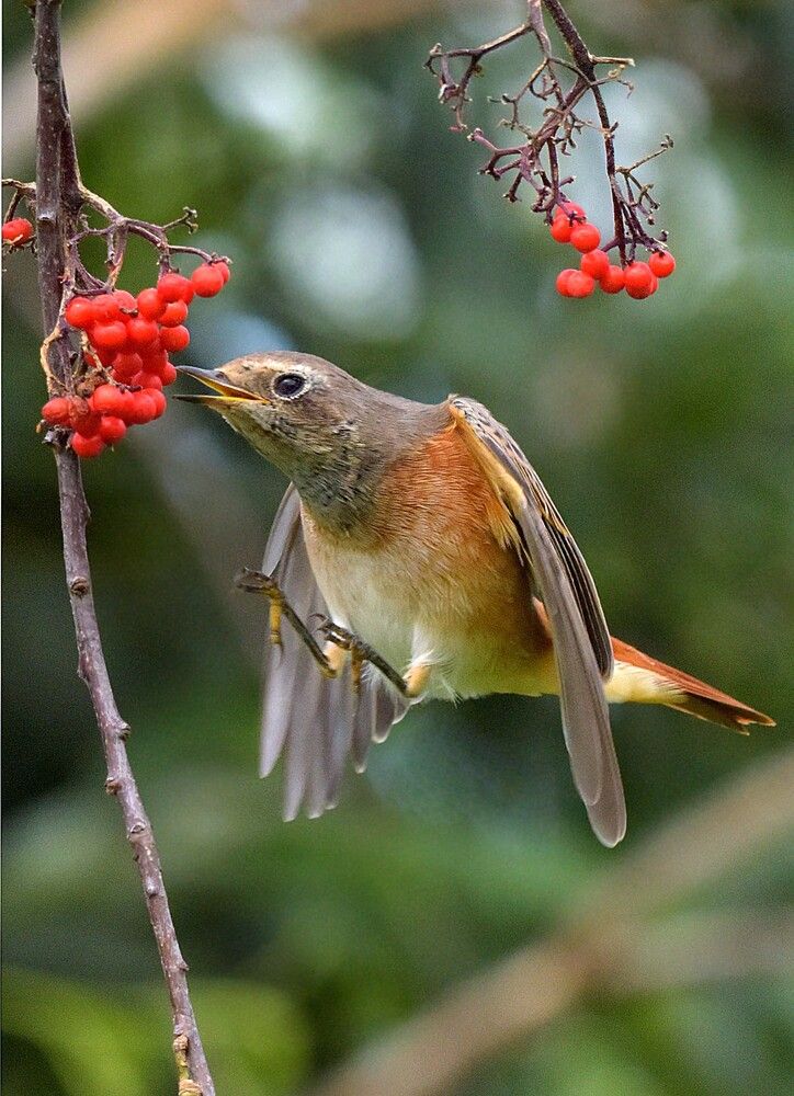 Photo 2866493