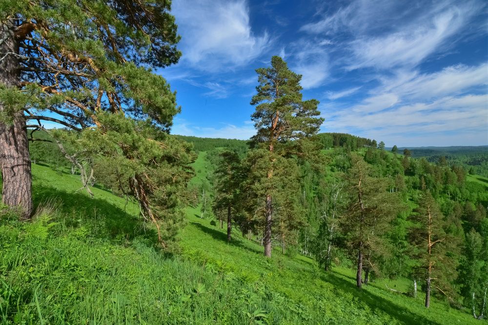 Сибирские сосны