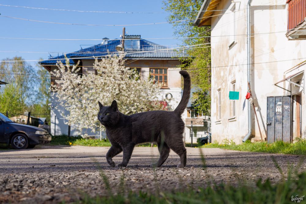 Посёлок Ломинцевский. Тульская область, Щекинский район.