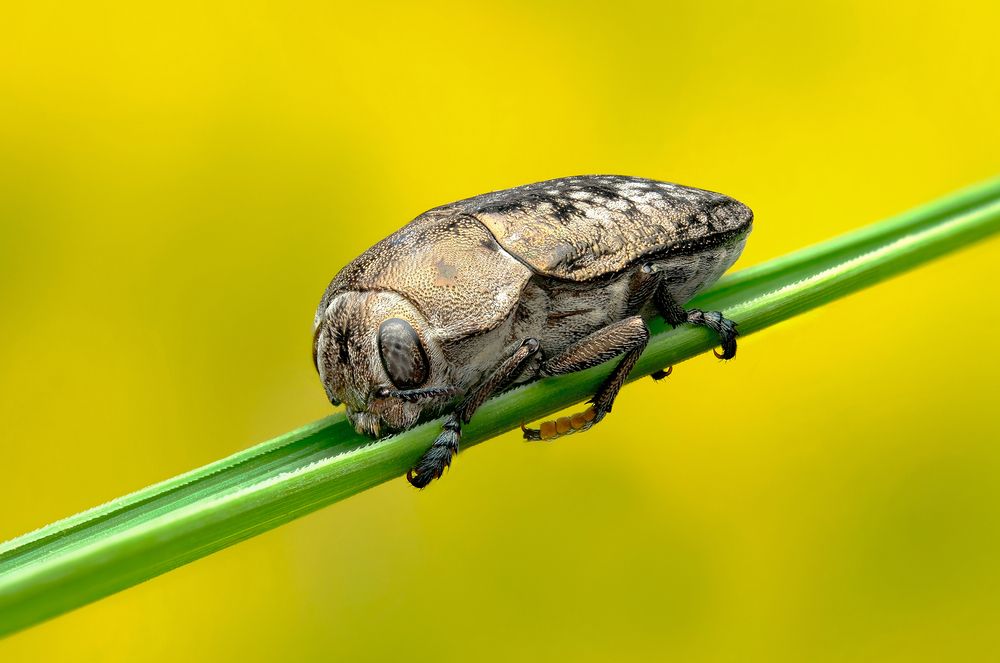 Златка (лат. Buprestidae)