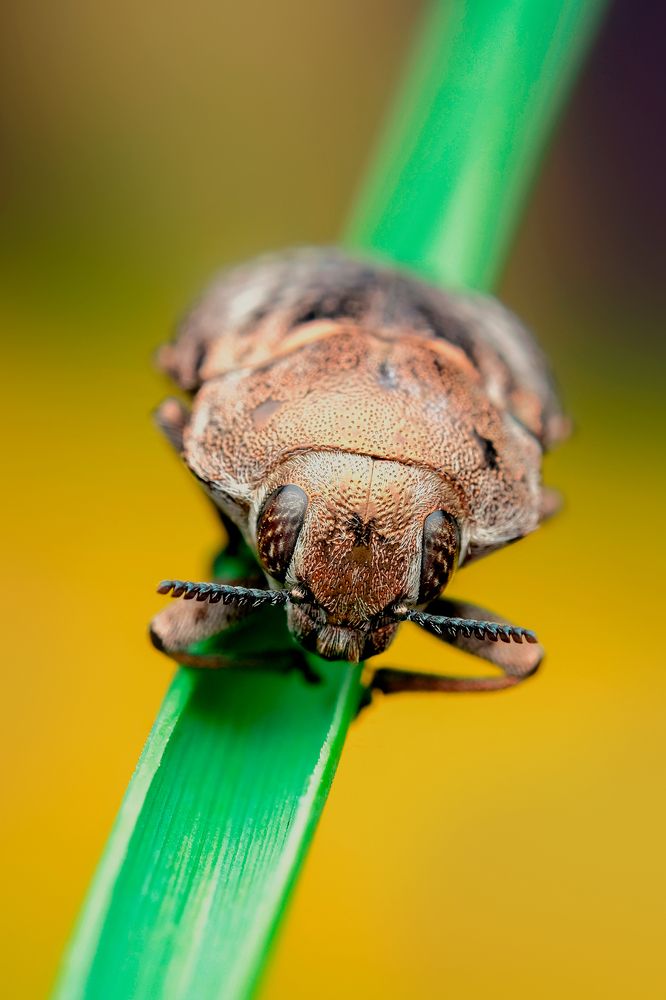 Златка (лат. Buprestidae)