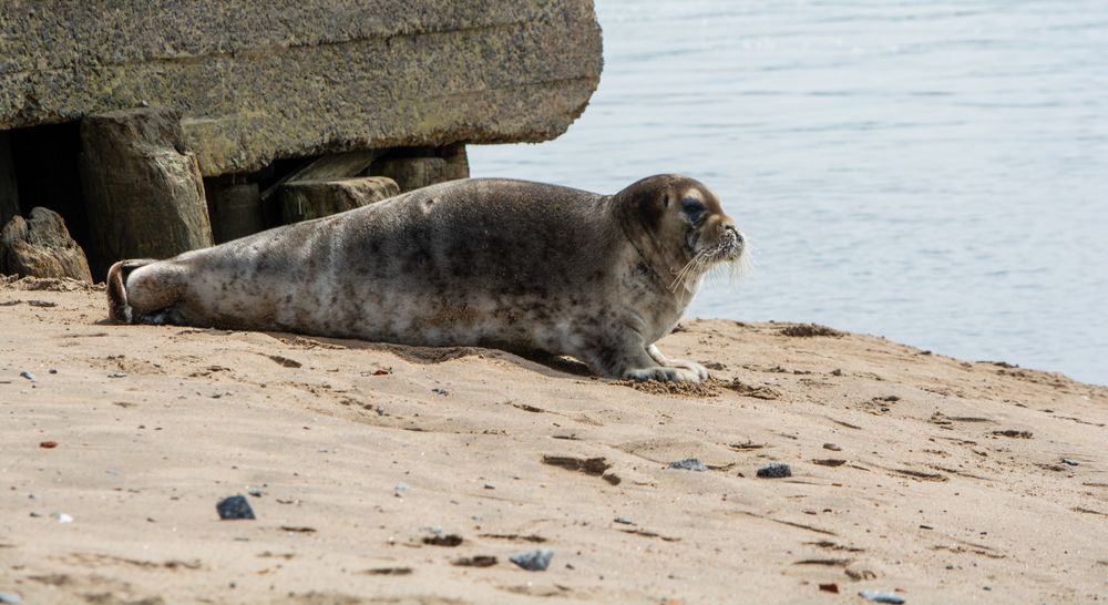 Морской зверь на берегу реки Онеги.