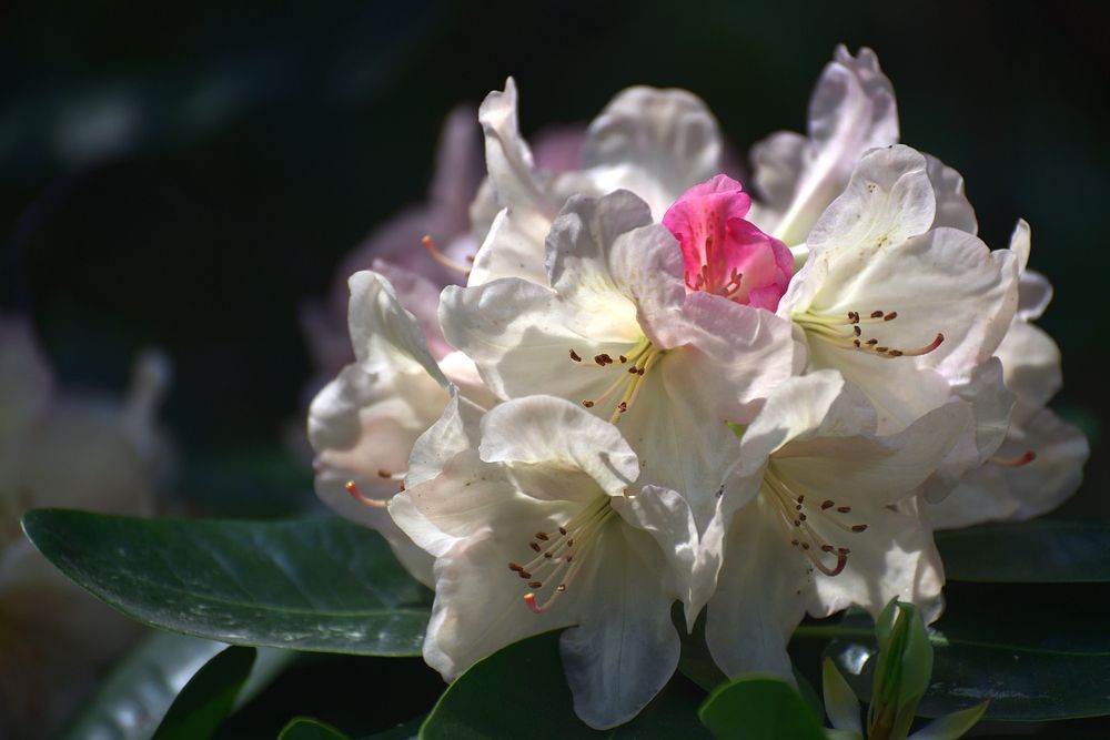 In the Botanical Garden..