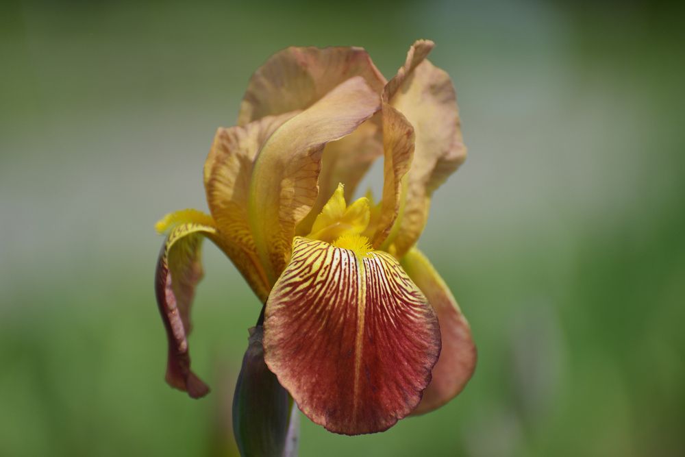 In the Botanical Garden..
