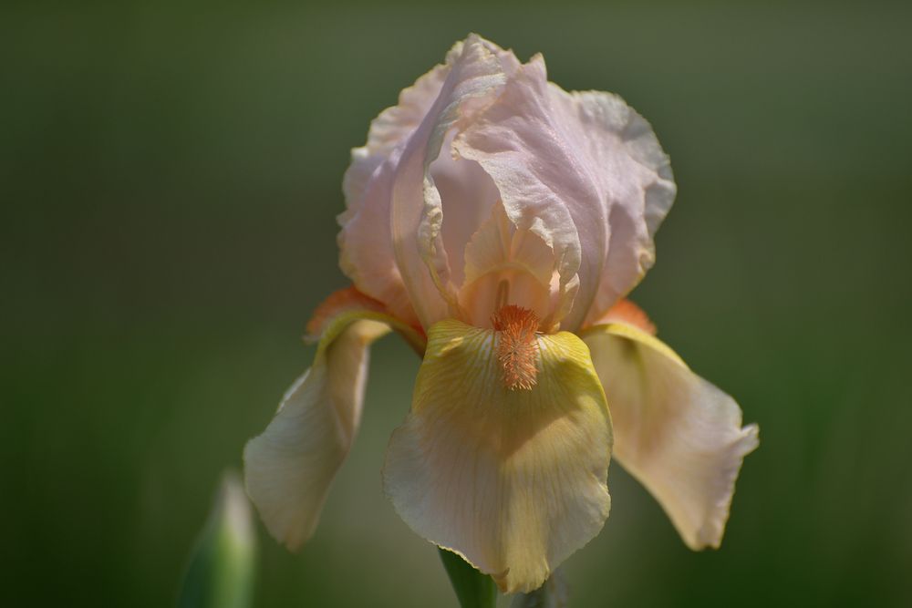 In the Botanical Garden..