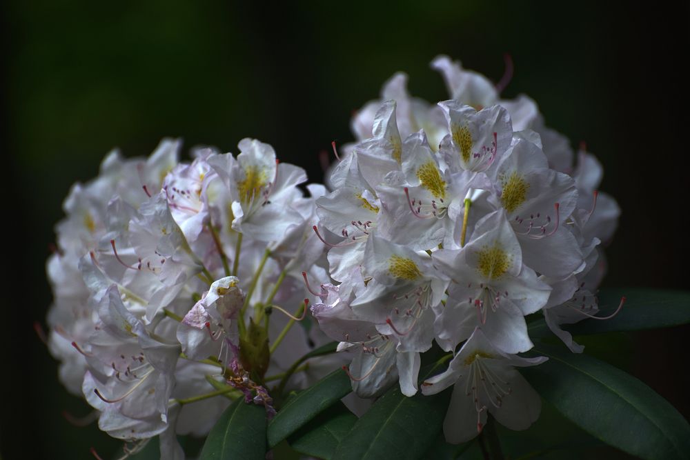 In the Botanical Garden..