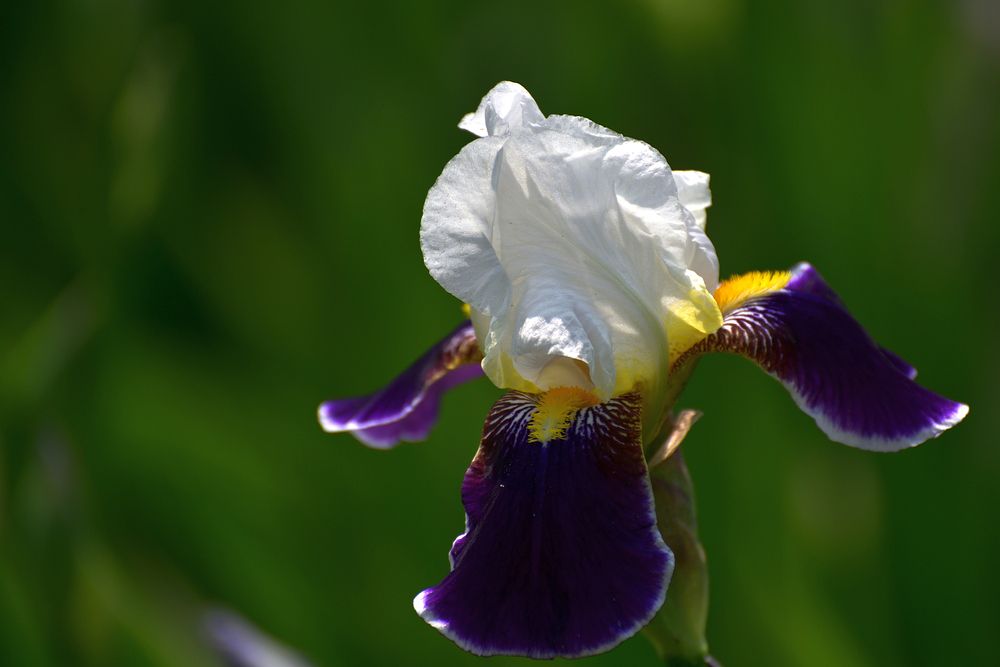 In the Botanical Garden..