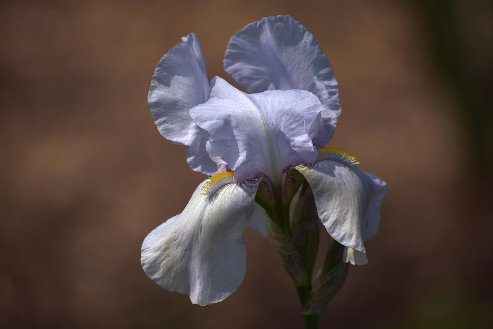 In the Botanical Garden..