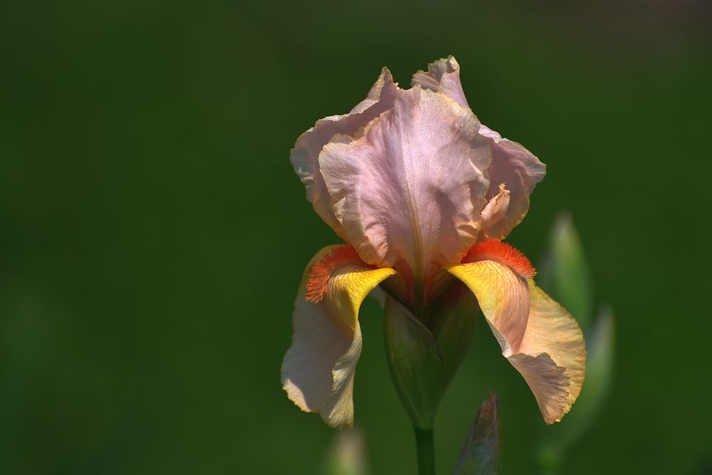 In the Botanical Garden..