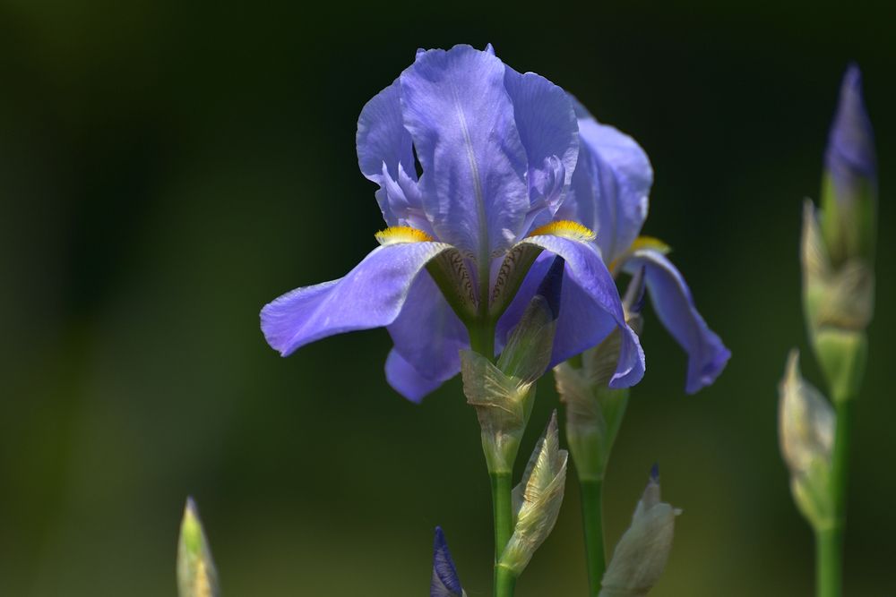 In the Botanical Garden..