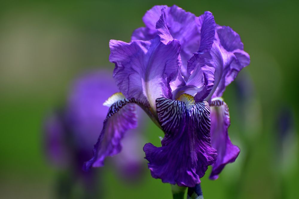 In the Botanical Garden..