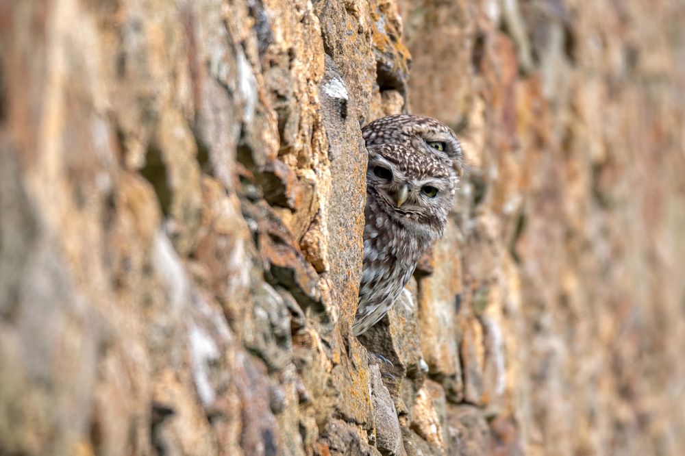 Little Owl
