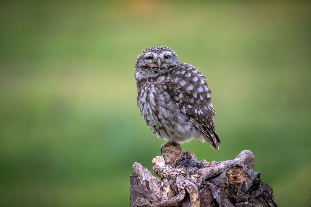 Little Owl