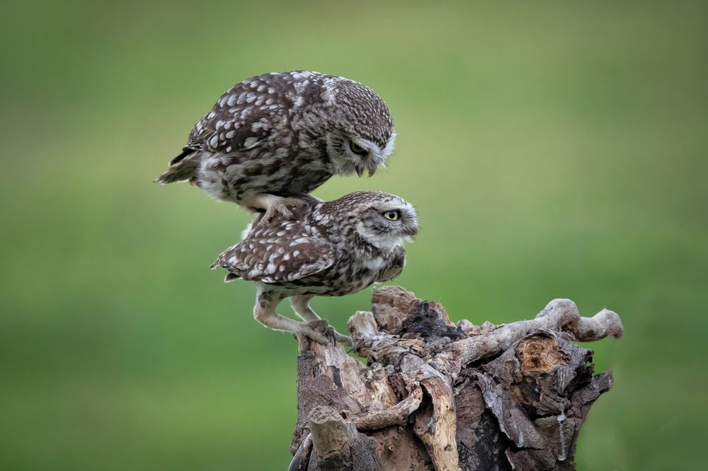 Little Owl