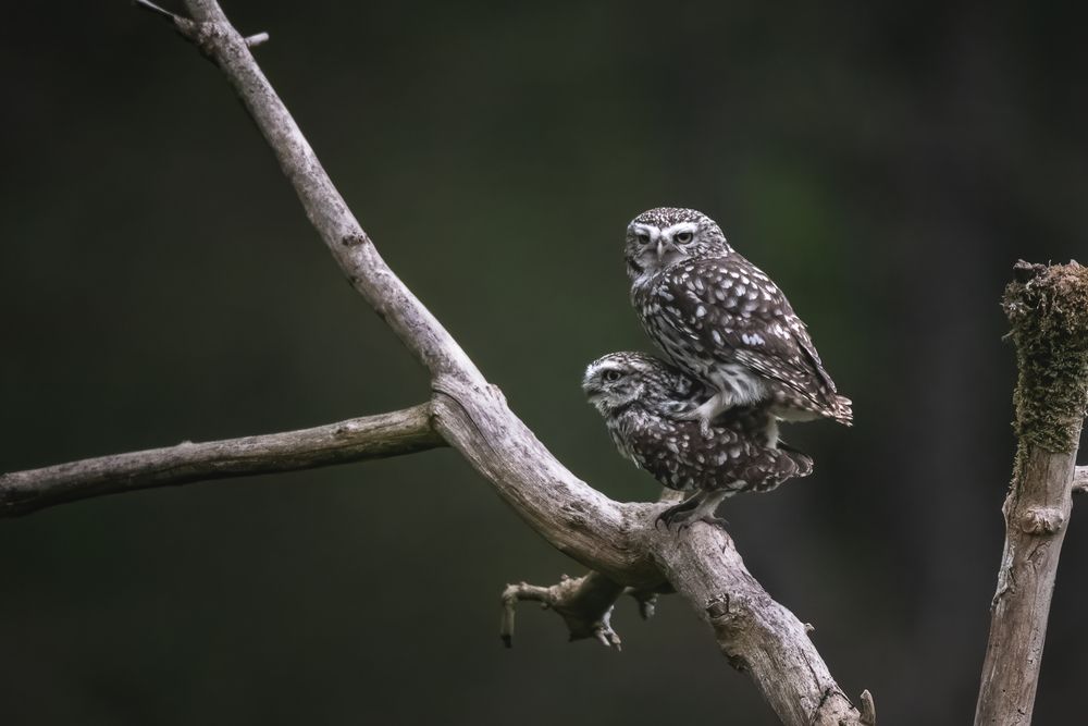 Little Owl