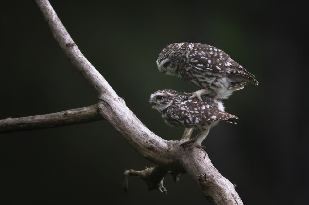 Little Owl