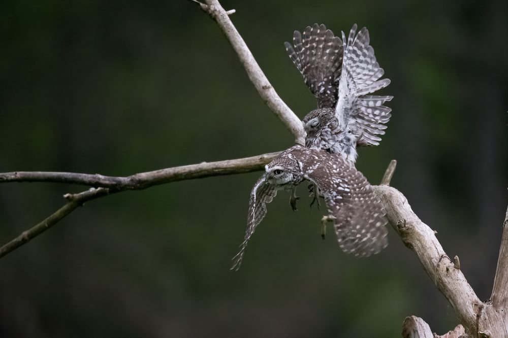 Little Owl