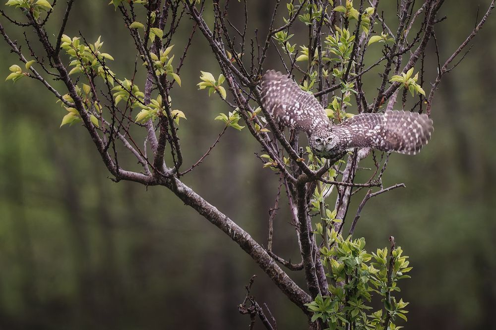 Little Owl