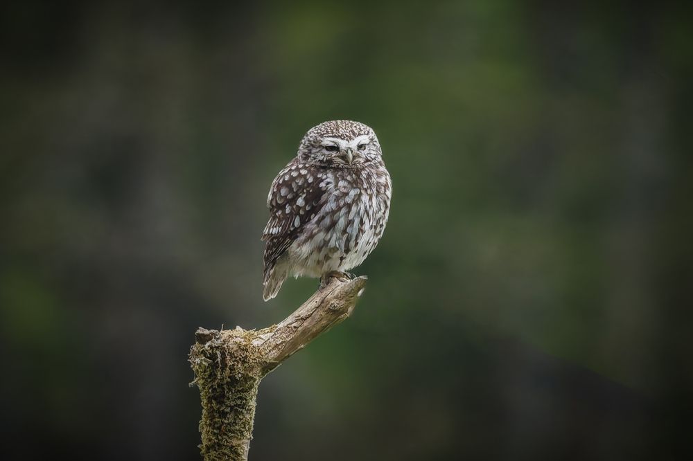 Little Owl