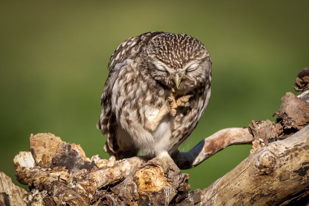 Little Owl