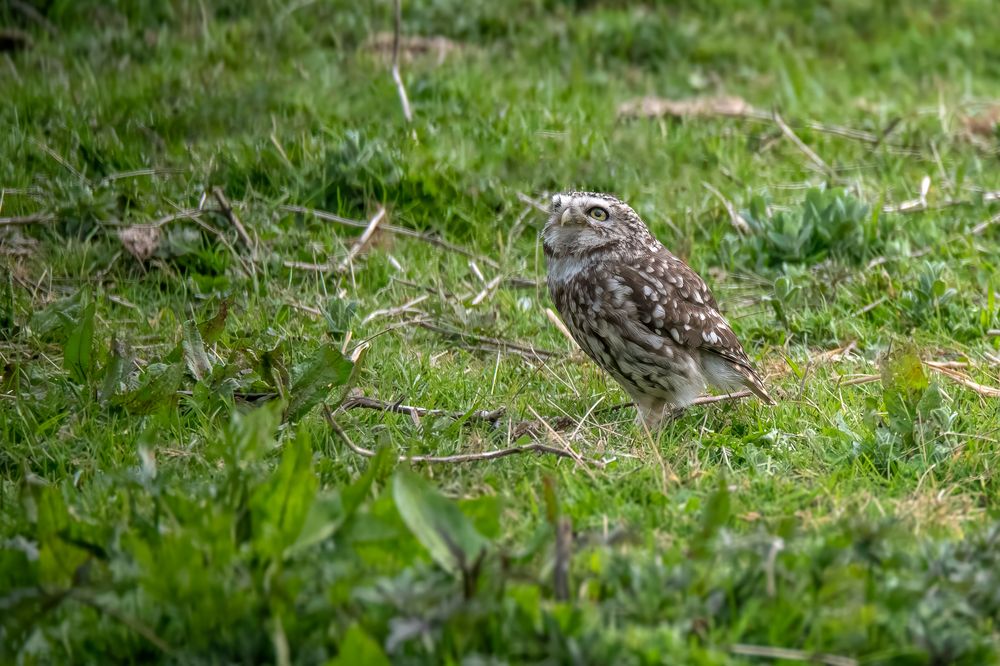 Little Owl